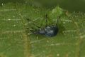 Oxystoma pomonae